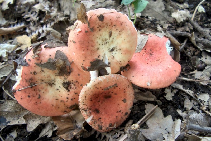 Russula da determinare 1